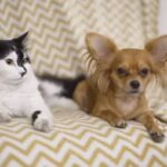 ‘Terrified’ Chihuahua sits on Sleeping Cat in Cute video