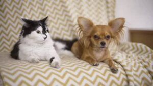 Read more about the article ‘Terrified’ Chihuahua sits on Sleeping Cat in Cute video