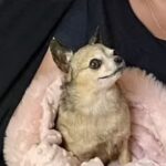 Chi Owner Pays £400 to Stuff her Chihuahua’s Body