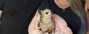 Read more about the article Chi Owner Pays £400 to Stuff her Chihuahua’s Body