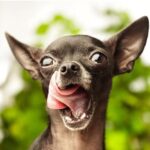 Why Chihuahuas Eat Poop and How to Stop Chi from Eating Poop