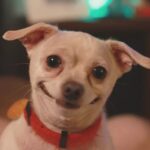 The Always Smiling Chihuahua Condition