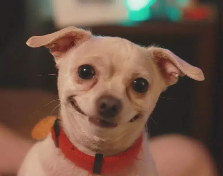 The always smiling Chihuahua