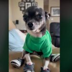 Video of Chihuahua Dancing in Tap Shoes