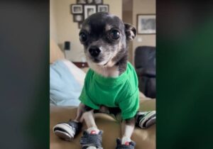 Read more about the article Video of Chihuahua Dancing in Tap Shoes