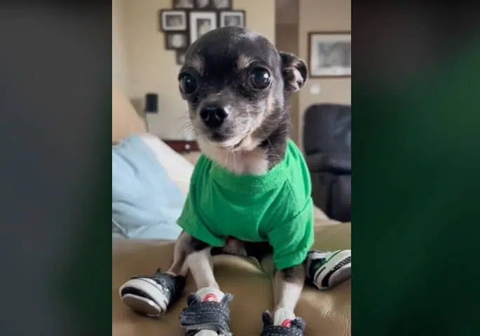 Chihuahua dancing in tap shoes