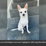 Dog Owner Hits Out At Vets4Pets After Chihuahua Dies