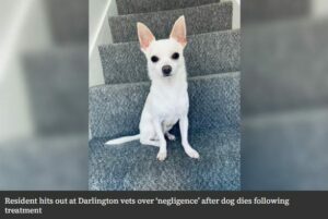 Read more about the article Dog Owner Hits Out At Vets4Pets After Chihuahua Dies