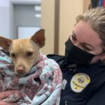 The Chihuahua is Lured to Safety with a Pack of Cheetos