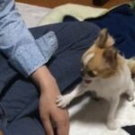 Chihuahua Pushes her Owner’s Hand to get his attention