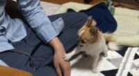 Chihuahua Pushes her Owner's Hand to get his attention 2 Screenshot 2 6