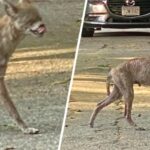 ‘It Ran So Fast’: Coyote Snatches Up Chihuahua in Hyde Park