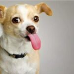 A few Reasons why Chihuahuas stick their Tongues out