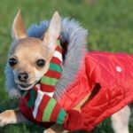 Meet the best-dressed Chihuahua in Britain!