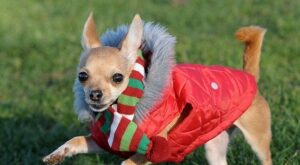 Read more about the article Meet the best-dressed Chihuahua in Britain!