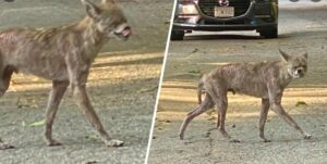 Read more about the article ‘It Ran So Fast’: Coyote Snatches Up Chihuahua in Hyde Park