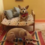 Check out this Chihuahua Room Tucked Under the Stairs