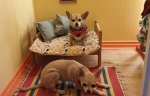 Read more about the article Check out this Chihuahua Room Tucked Under the Stairs