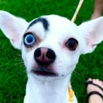 Chihuahua’s Unusual Markings Make Them Appear Evil