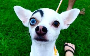 Read more about the article Chihuahua’s Unusual Markings Make Them Appear Evil