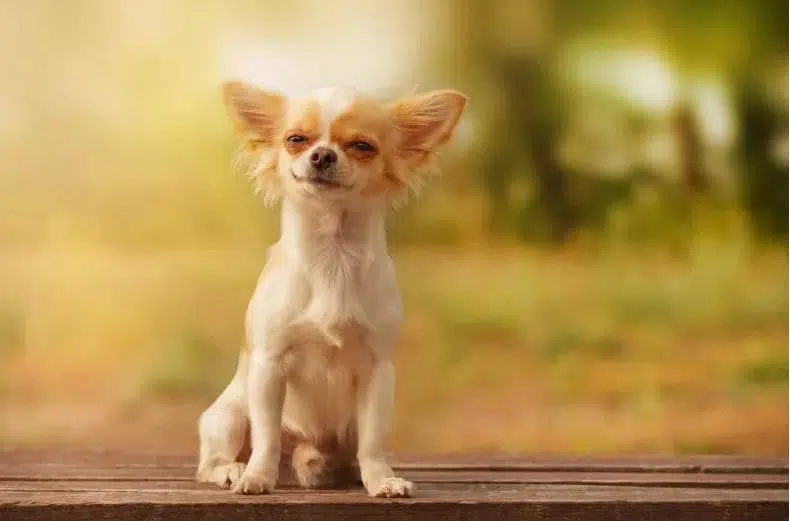 This Chi Rings Doorbell for When She Needs to "Potty" 3 Screenshot 9 1