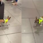 Undercover Agent: Little Policeman Chi, who Patrolled the Airport