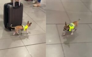 Read more about the article Undercover Agent: Little Policeman Chi, who Patrolled the Airport