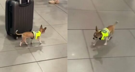 chihuahua-airport