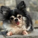 Chihuahua with Birth Defect Named 2020 American Hero Dog