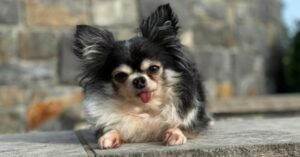 Read more about the article Chihuahua with Birth Defect Named 2020 American Hero Dog