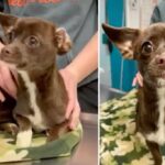 Chihuahua Found Inside Urine-Soaked Bags