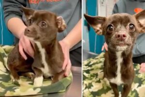 Read more about the article Chihuahua Found Inside Urine-Soaked Bags