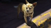 chihuahua dog curb
