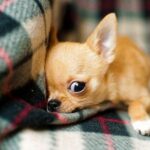 When do Chihuahua puppies Open Their Eyes?