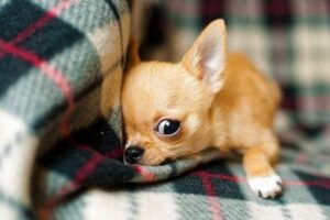 Read more about the article When do Chihuahua puppies Open Their Eyes?