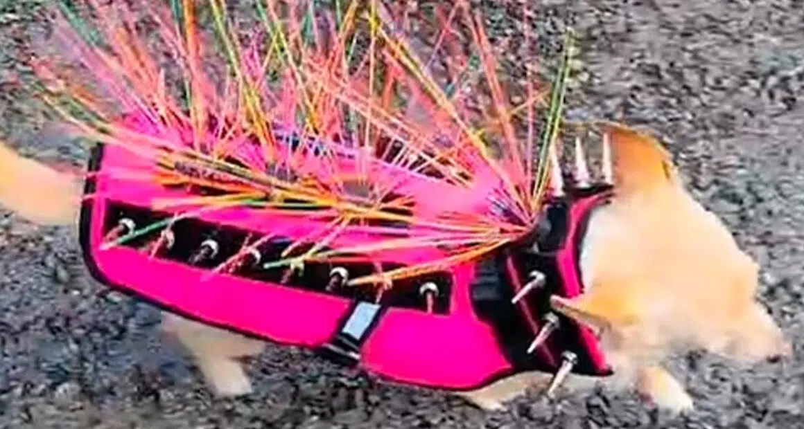 Chihuahua Wearing a Spikey Vest to Scare Off Hawks - Chihuacorner.com