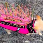 Chihuahua Wearing a Spikey Vest to Scare Off Hawks