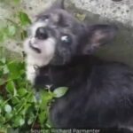 The Chihuahua Named Stink was Found Burned to Ashes