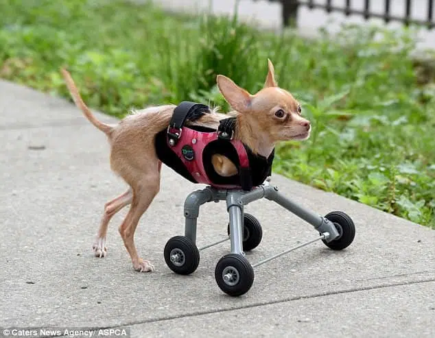 Crispi the Chihuahua has transformed her life with a specially made wheelie vest. 