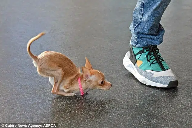Crispi the Chihuahua with no front legs