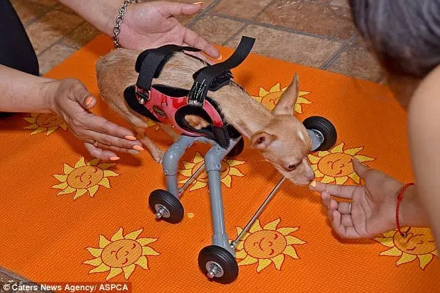 Crispi, the chihuahua with no front legsten tatively takes her fest steps with the new wheels.