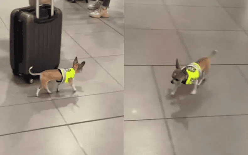 Chiqui the Chihuahua - a tiny sniffer dog, has been filmed doing the rounds at an airport in Colombia.AGATA FORMOSA