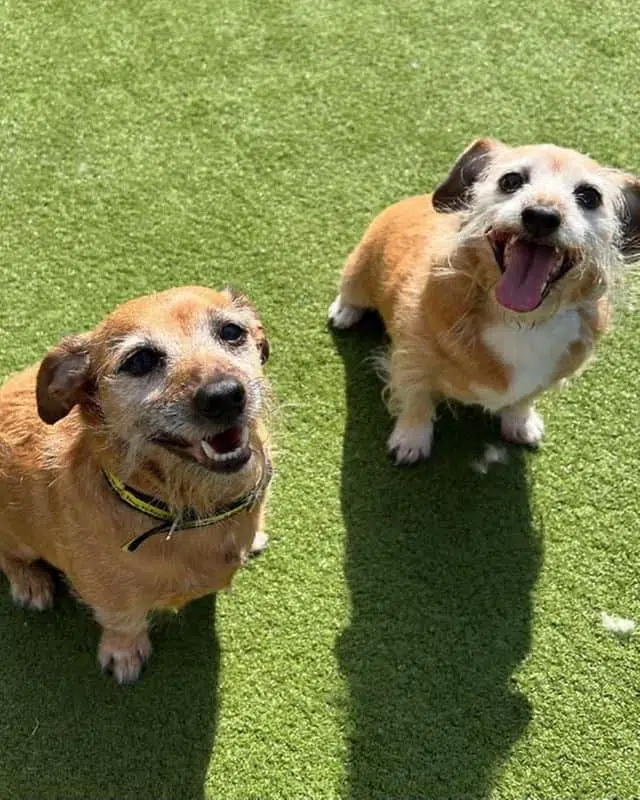 Ed and Bud are looking for a new home together - Credit: Dogs Trust