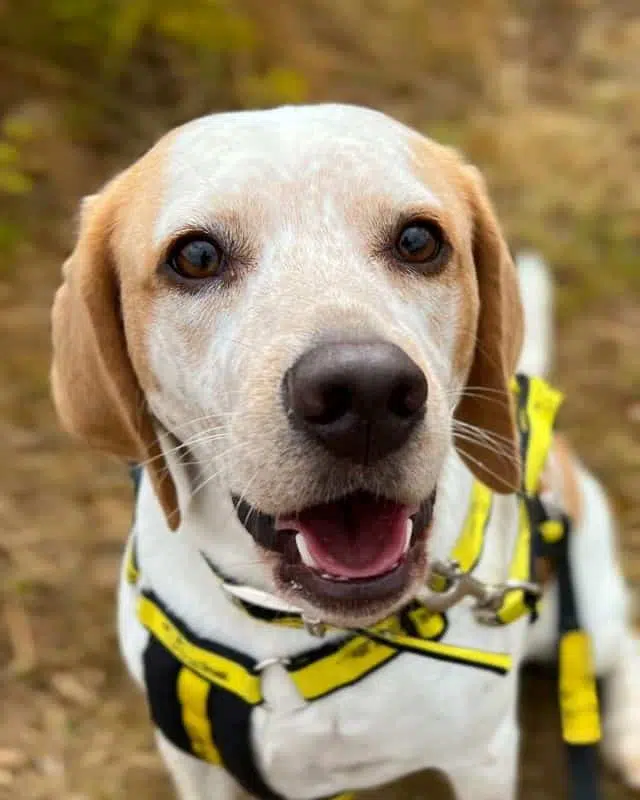 Murphy is up for adoption at Dogs Trust in Snetterton - Credit: Dogs Trust.