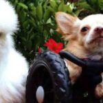 Two-Legged Chihuahua Strikes Up A Friendship With A Rescued Chicken