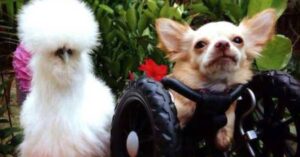 Read more about the article Two-Legged Chihuahua Strikes Up A Friendship With A Rescued Chicken