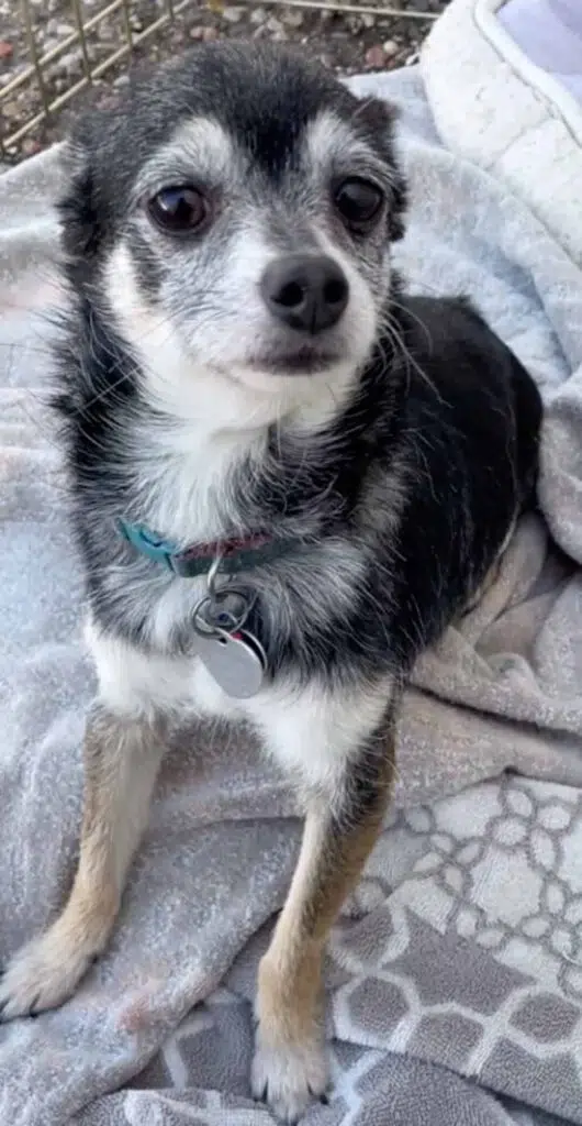 46 Chihuahuas were Rescued in New Mexico 4 PHOTO: FACEBOOK/PEOPLE’S ANTI-CRUELTY ASSOCIATION/ALBUQUERQUE ANIMAL RESCUE