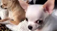 Jealous Chihuahua Angry at Pups Touching his Toys - Chihuacorner.com