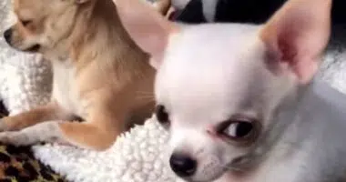 Jealous Chihuahua Angry at Pups Touching his Toys - Chihuacorner.com
