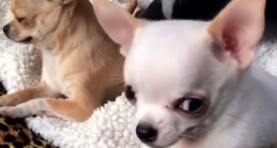 Jealous Chihuahua Angry at Pups Touching his Toys - Chihuacorner.com